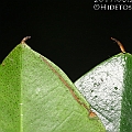 Rhizophora stylosa (Red Mangrove) ヤエヤマヒルギ in Lake Street<br />Canon KDX (400D) + EFS60 F2.8 + SPEEDLITE 380EX